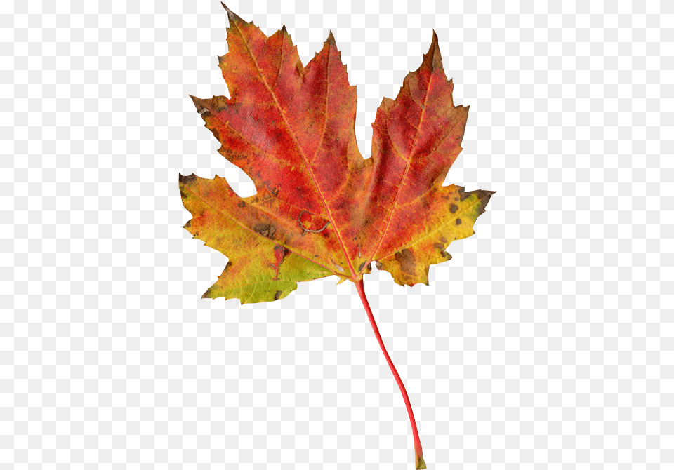 Autumn Leaf Autumn Leaf Photography, Plant, Tree, Maple, Maple Leaf Free Png