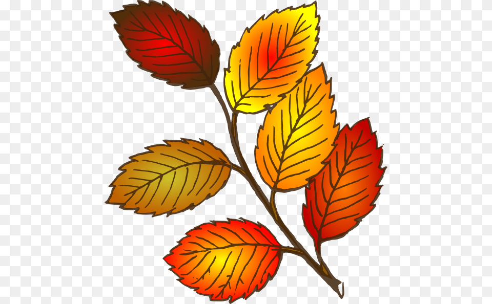 Autumn Leaf Clip Art, Plant, Tree Png