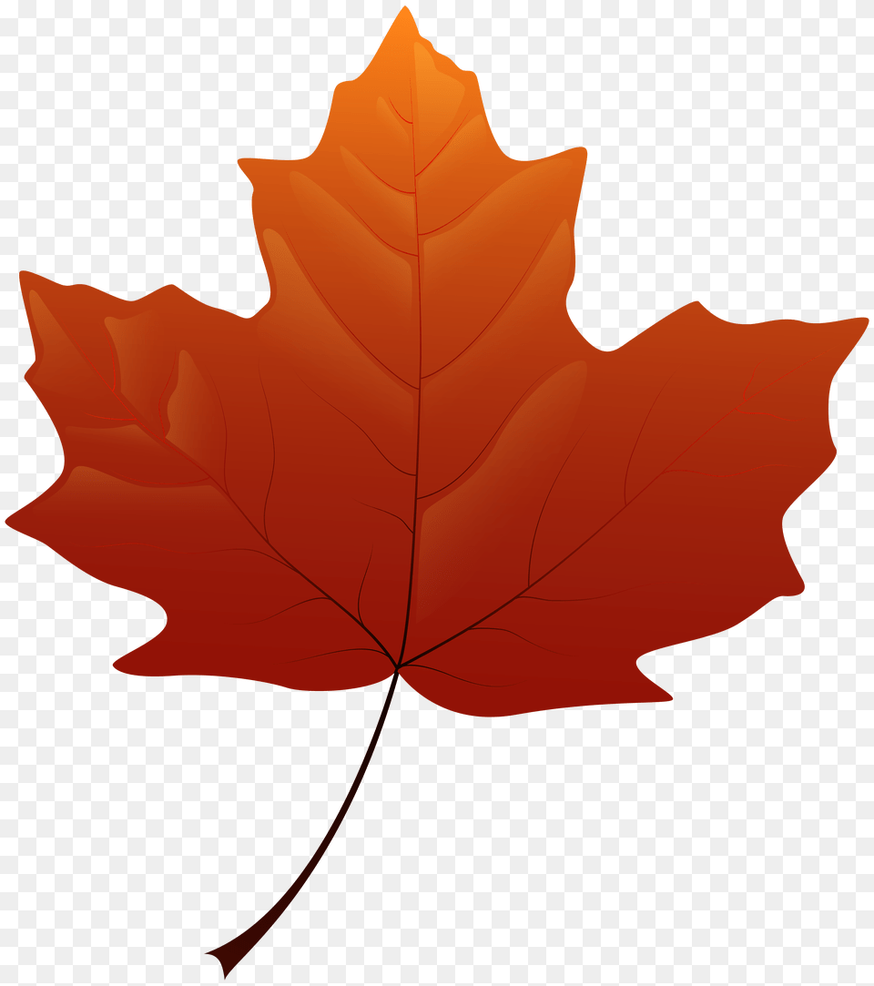 Autumn Leaf Clip Art, Maple Leaf, Plant, Tree, Maple Free Png