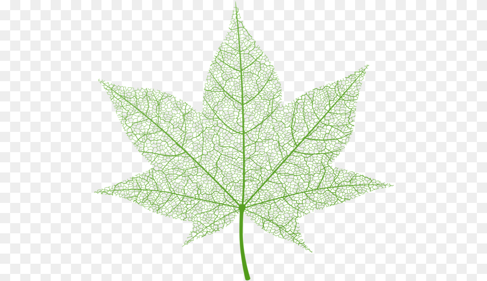 Autumn Leaf Clip Art Image Green Autumn Leaf, Plant, Tree, Maple Leaf, Maple Free Png Download