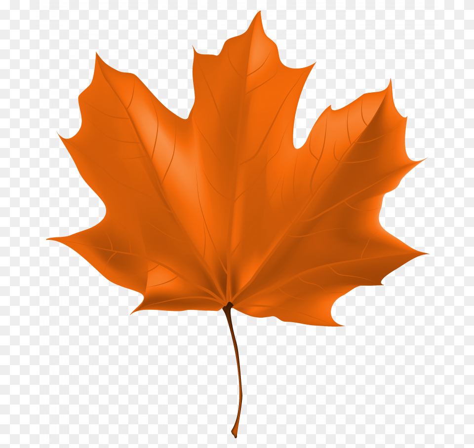 Autumn Leaf Clipart, Plant, Tree, Maple Leaf, Person Free Transparent Png