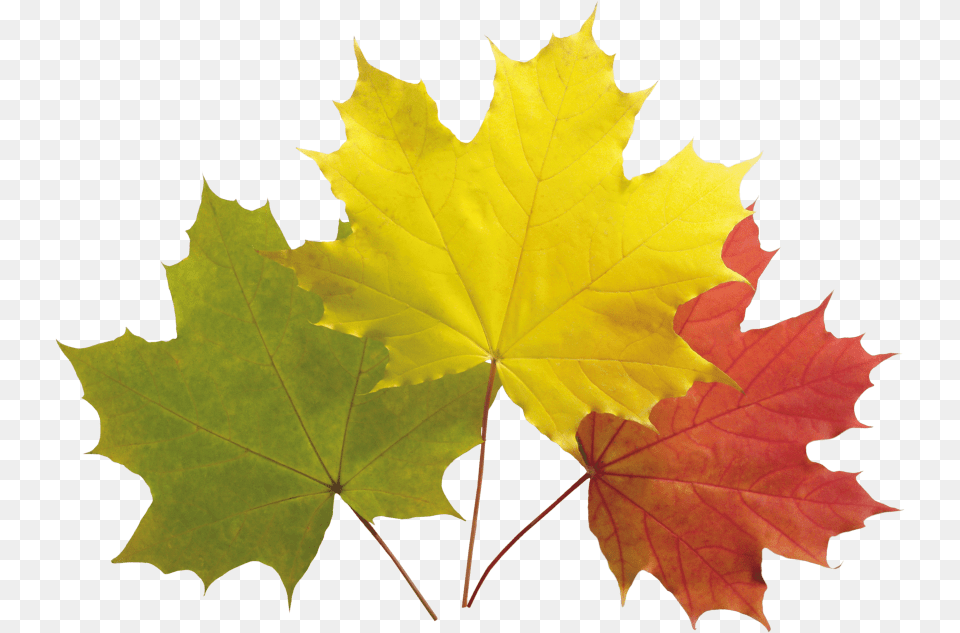 Autumn Leaf Clipart Photo Transparent Colourful Maple Leaves, Plant, Tree, Maple Leaf Png