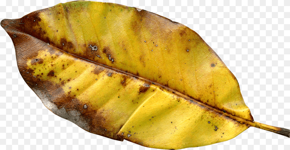 Autumn Leaf Color, Plant, Tree, Banana, Food Png
