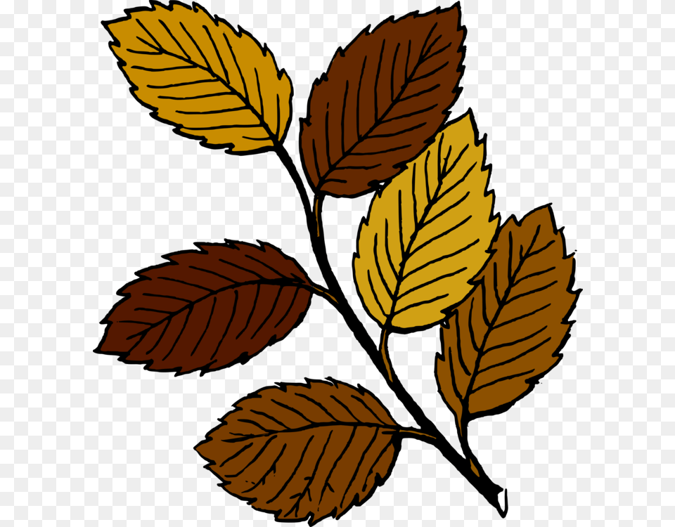 Autumn Leaf Color Cartoon Drawing, Plant, Tree Png