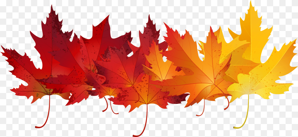Autumn Leaf Color Clip Art Autumn Leaves Transparent Background Free Png
