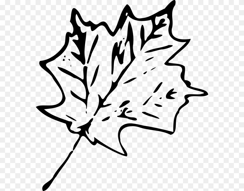 Autumn Leaf Color Drawing Maple Leaf, Gray Free Png Download