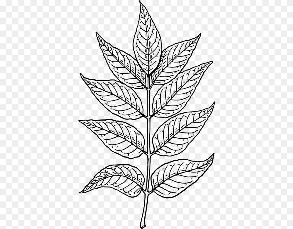 Autumn Leaf Color Drawing Neem Tree Black And White Leaves Clip Art, Gray Free Png Download