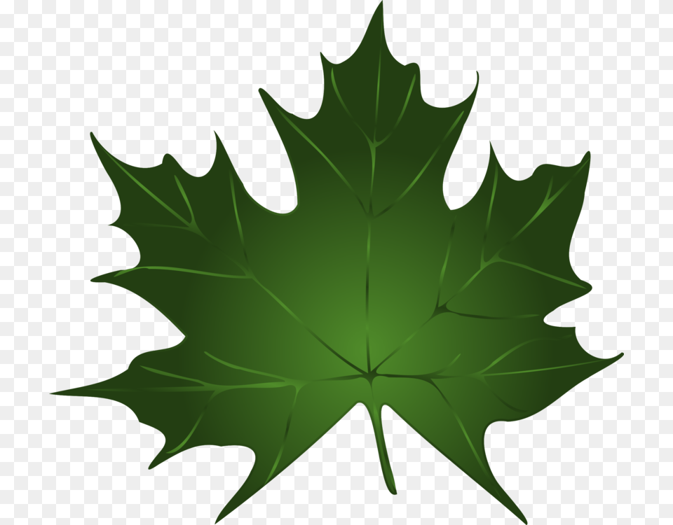 Autumn Leaf Color Green Maple, Maple Leaf, Plant, Tree, Person Free Png
