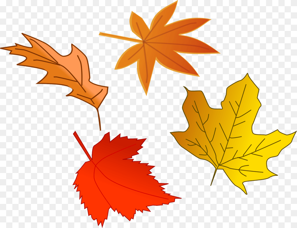 Autumn Leaf Color Green Yellow, Plant, Tree, Maple Leaf, Maple Free Png Download
