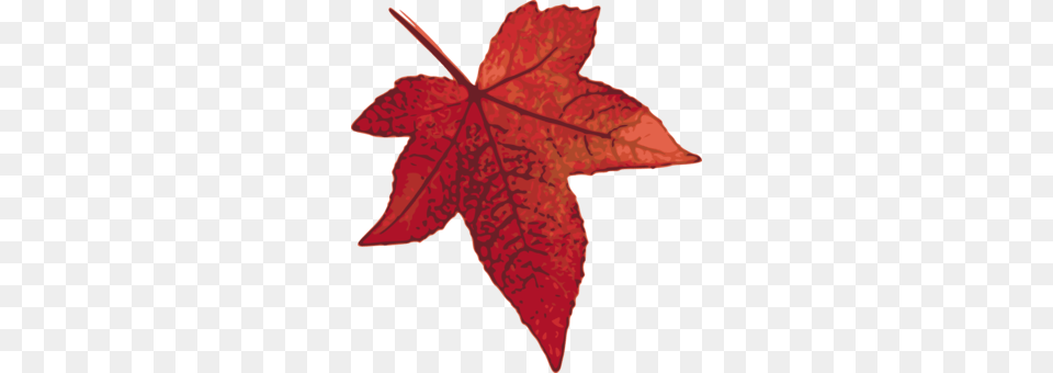Autumn Leaf Color Japanese Maple Maple Leaf Acer Shirasawanum, Plant, Tree, Maple Leaf, Cross Free Transparent Png