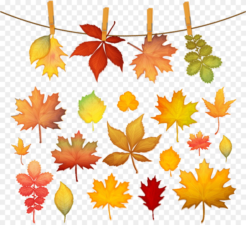 Autumn Leaf Color Maple Leaf Autumn Leaf Color Maple, Plant, Tree, Maple Leaf Png Image