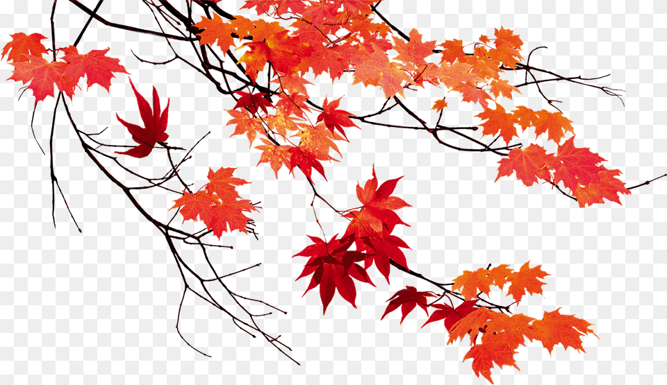 Autumn Leaf Color Maple Leaf Fall Leaves Transparent Background, Plant, Tree Free Png Download