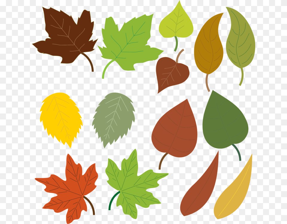 Autumn Leaf Color Maple Leaf Tree, Plant, Flower, Rose Free Png
