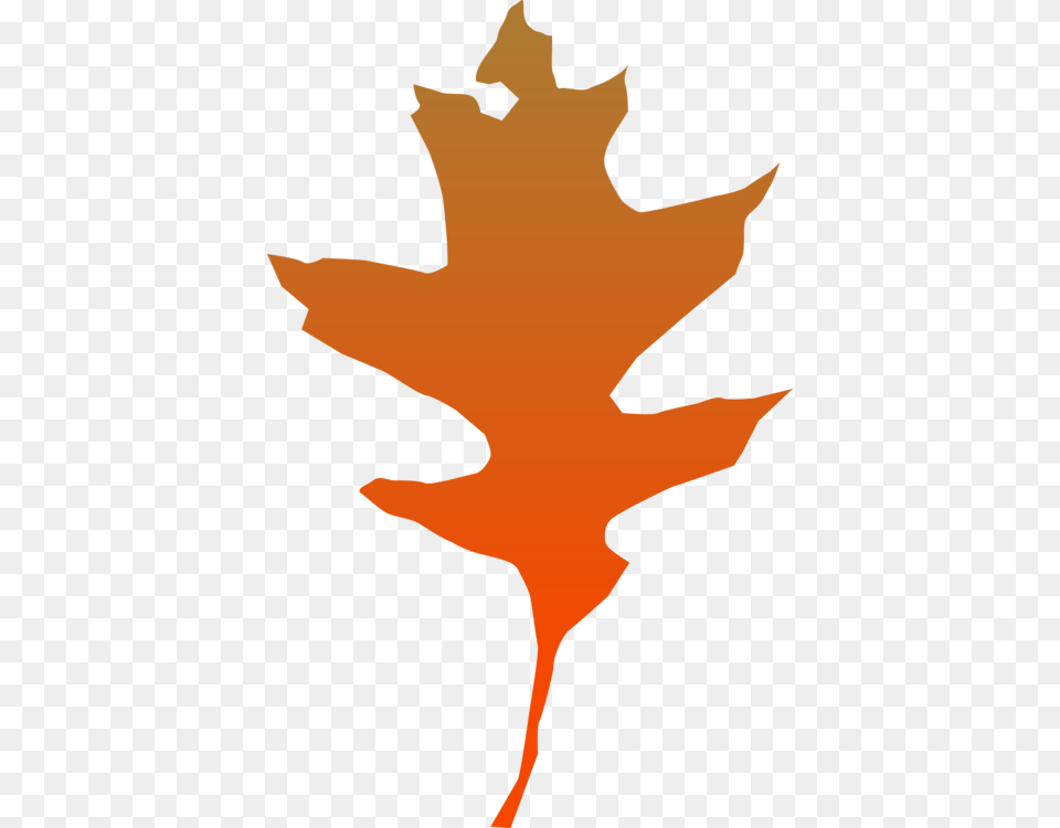 Autumn Leaf Color Northern Red Oak Maple Leaf English Oak, Maple Leaf, Plant, Tree, Person Free Transparent Png