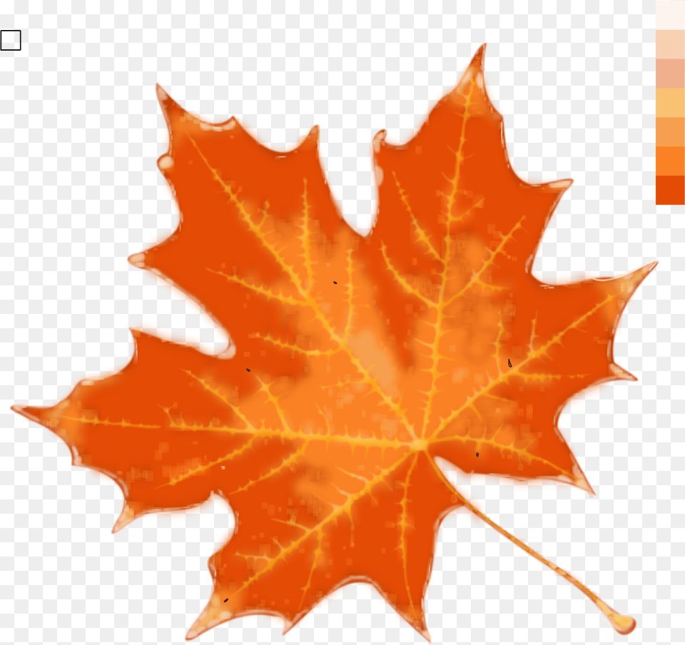Autumn Leaf Color Stock Fall Leaf Template Color, Tree, Plant, Maple Leaf, Maple Free Png Download