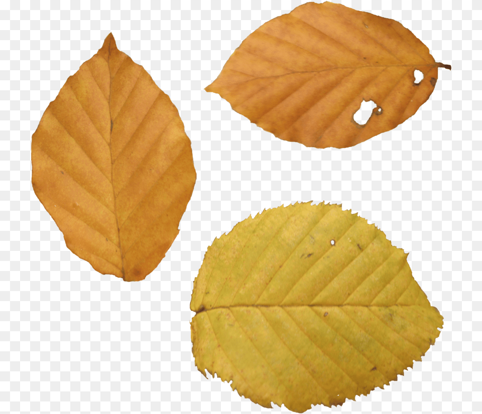 Autumn Leaf Dry Leaf, Plant, Tree Free Transparent Png