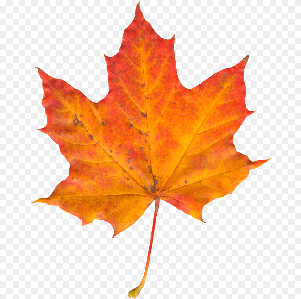 Autumn Leaf Image Autumn Leaf, Plant, Tree, Maple, Maple Leaf Free Transparent Png