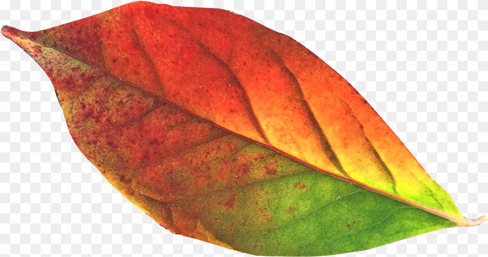 Autumn Leaf Image Autumn Leaves Clipart, Plant Free Png