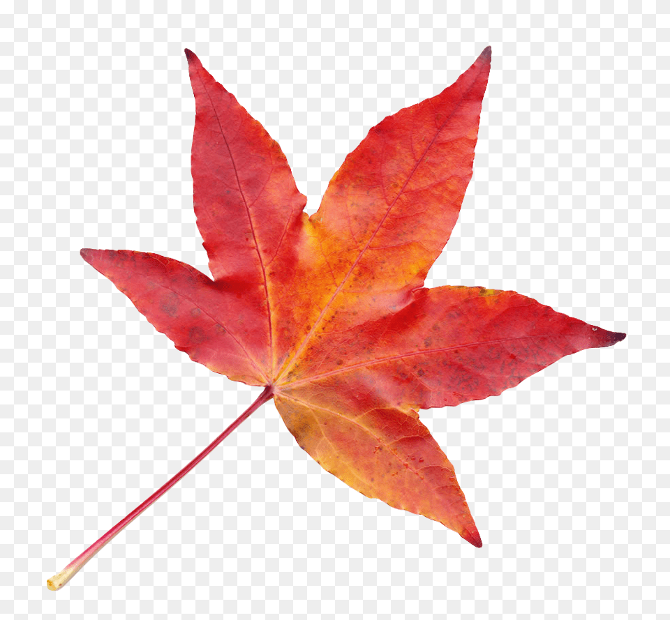 Autumn Leaf Fall Transparent Leaf, Plant, Tree, Maple, Maple Leaf Png Image