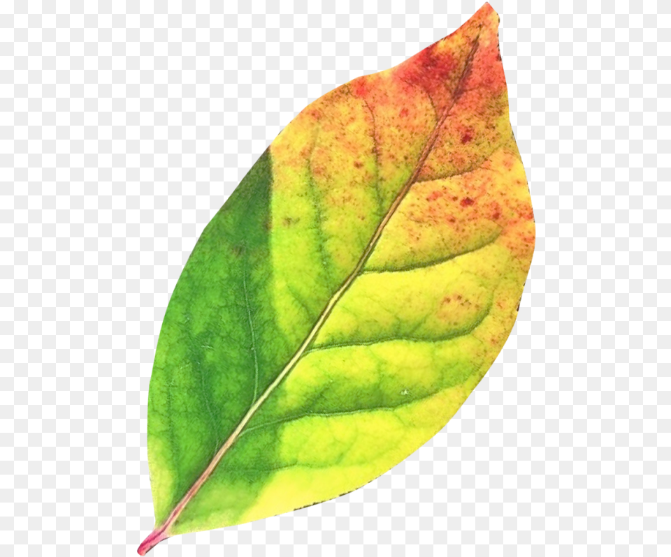 Autumn Leaf Image Green Fall Leaves, Plant Png