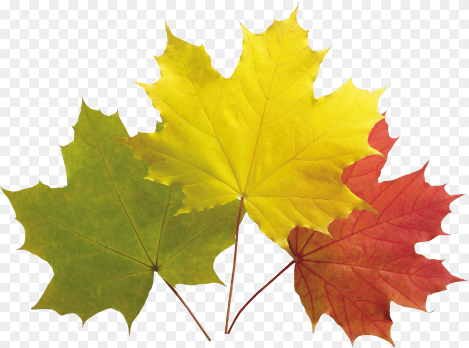 Autumn Leaf Image Kartinka Listya Dlya Detej, Maple, Plant, Tree, Maple Leaf Free Png