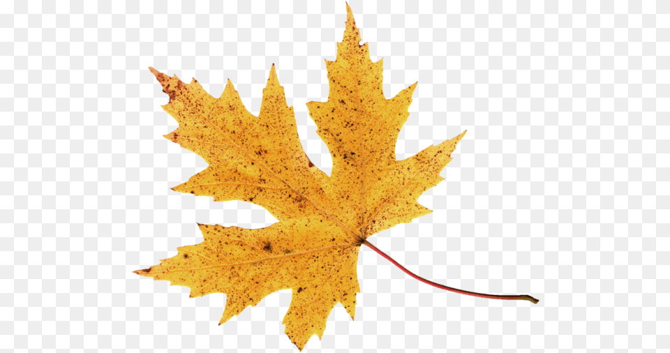 Autumn Leaf Image Leaves, Plant, Tree, Maple Leaf, Maple Free Png Download
