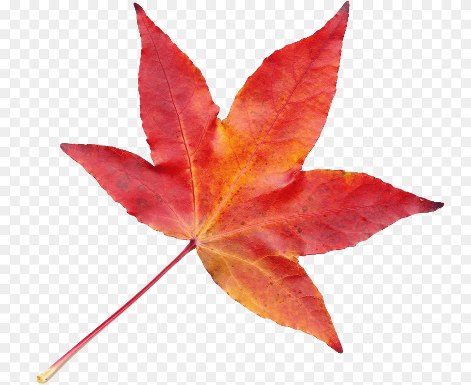 Autumn Leaf Image Pngpix Autumn Leaf Image, Plant, Tree, Maple, Maple Leaf Png