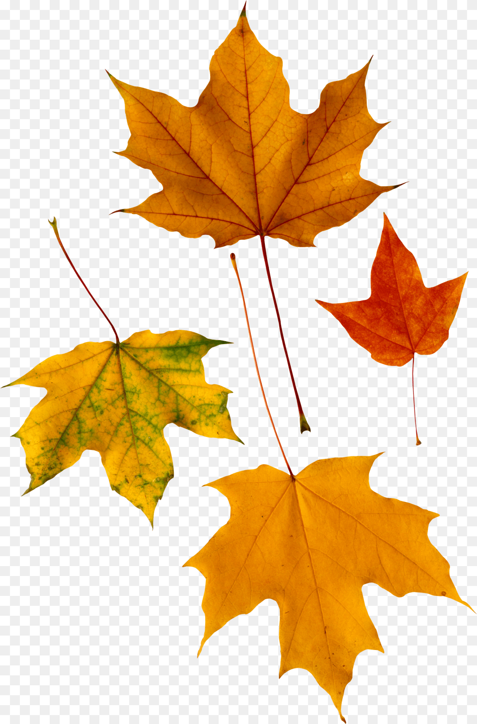 Autumn Leaf Image Psalm 136 1 3, Maple, Plant, Tree, Maple Leaf Free Png Download