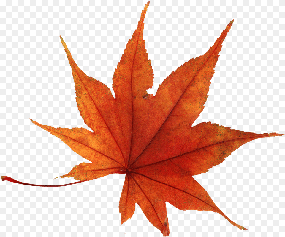 Autumn Leaf Image Autumn Leaf, Plant, Tree, Maple, Maple Leaf Free Transparent Png