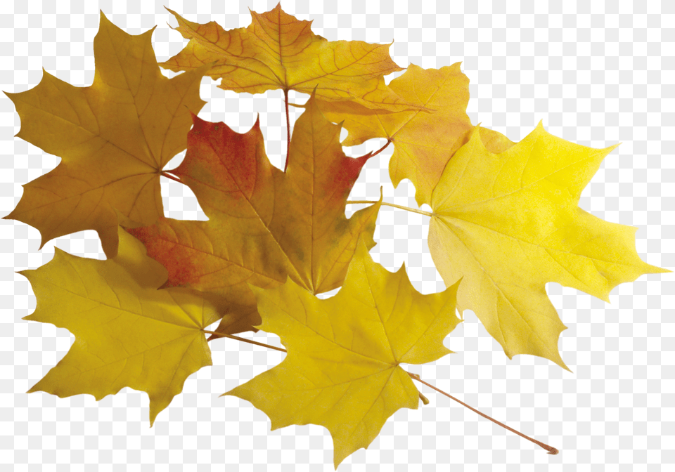 Autumn Leaf Image Yellow Leaves, Plant, Tree, Maple, Maple Leaf Free Png