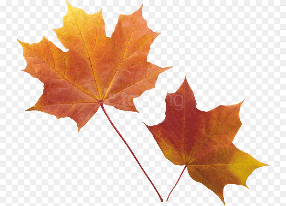 Autumn Leaf Images Real Autumn Leaves Background, Plant, Tree, Maple Leaf, Maple Free Png Download