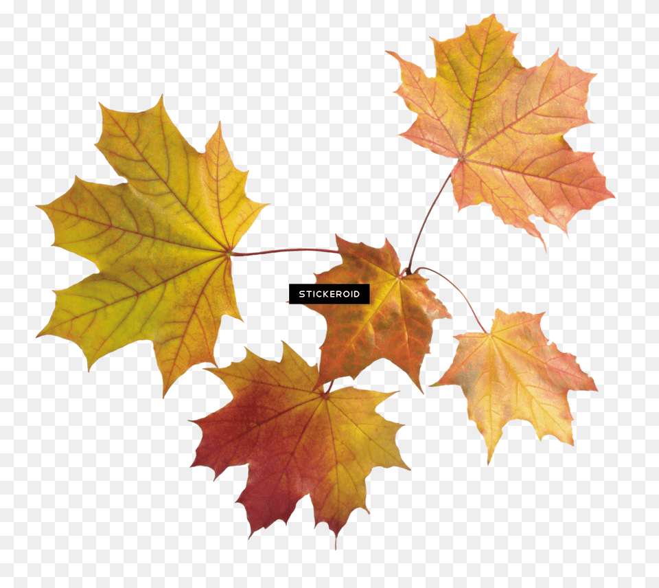 Autumn Leaf Leaves Transparent Maple Leaves, Plant, Tree, Maple Leaf Png Image