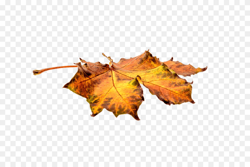 Autumn Leaf On Ground, Plant, Tree, Animal, Insect Free Transparent Png