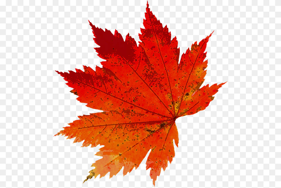 Autumn Leaf Photography, Maple, Plant, Tree, Maple Leaf Png Image