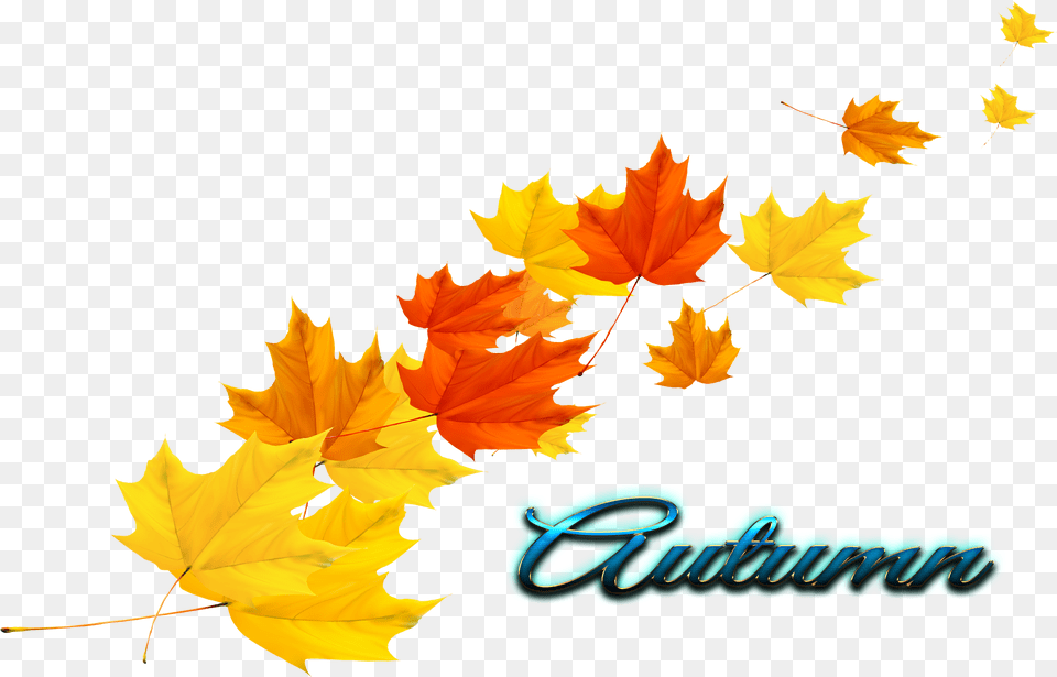 Autumn Leaf Picture Without Background, Plant, Tree, Maple, Maple Leaf Free Png Download