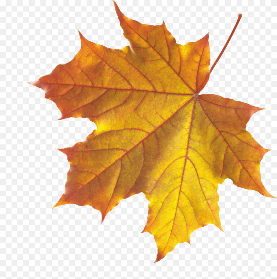 Autumn Leaf Realistic Leaf Clip Art, Plant, Tree, Maple, Maple Leaf Png Image