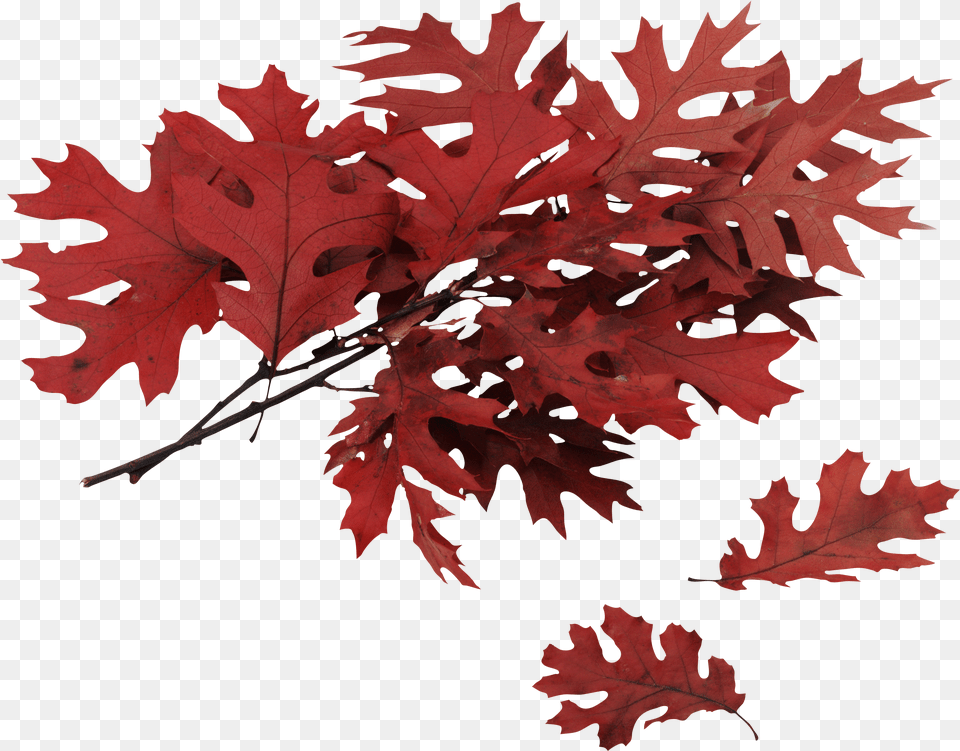 Autumn Leaf Red Oak Tree Leaves Png