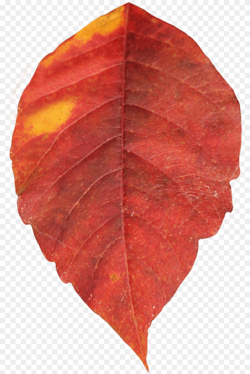 Autumn Leaf Single, Plant, Tree, Person Png