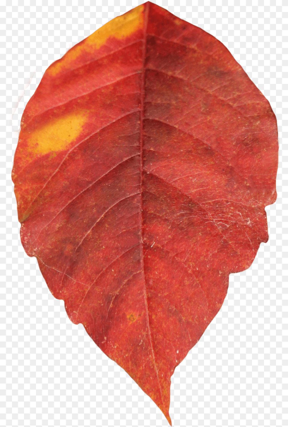 Autumn Leaf Single Single Leaves Images, Plant, Tree, Flower, Rose Free Png Download