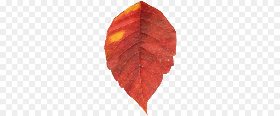 Autumn Leaf Single Plant, Person, Tree Free Transparent Png