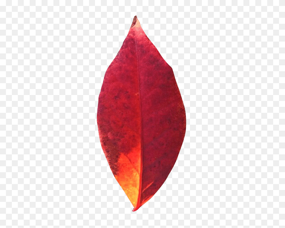Autumn Leaf Transparent Image, Flower, Petal, Plant Free Png Download