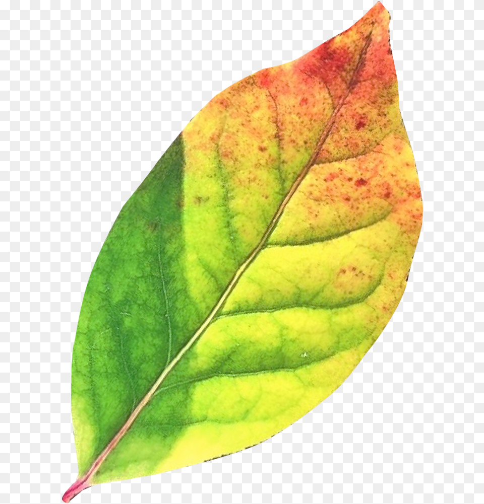 Autumn Leaf Image Green Autumn Leaves, Plant Free Transparent Png