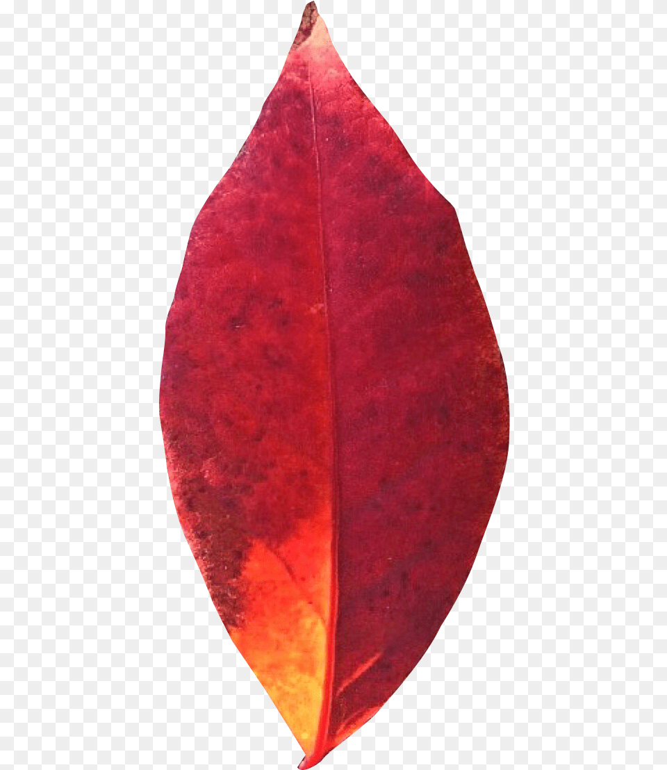 Autumn Leaf Transparent Pngpix Portable Network Graphics, Flower, Petal, Plant, Person Png Image