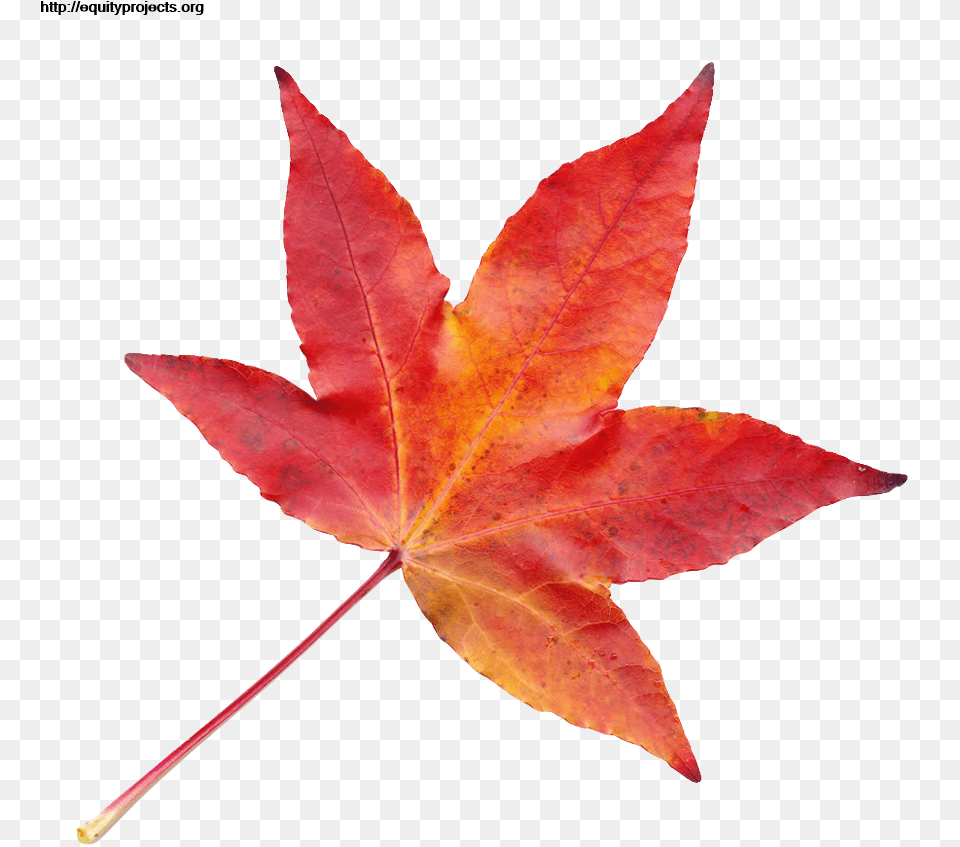 Autumn Leaf Transparent Image Transparent Autumn Leaf, Maple, Plant, Tree, Maple Leaf Free Png Download