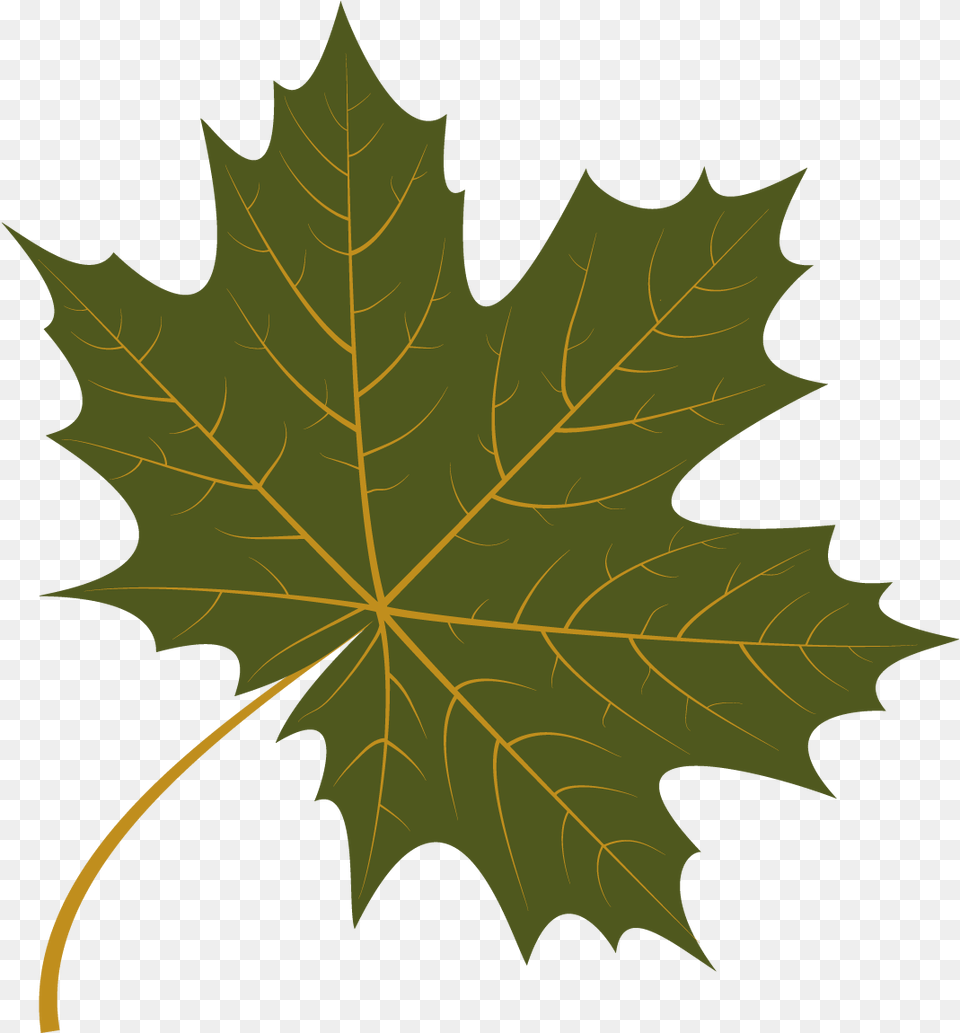 Autumn Leaf Vector, Plant, Tree, Maple Leaf, Maple Png Image
