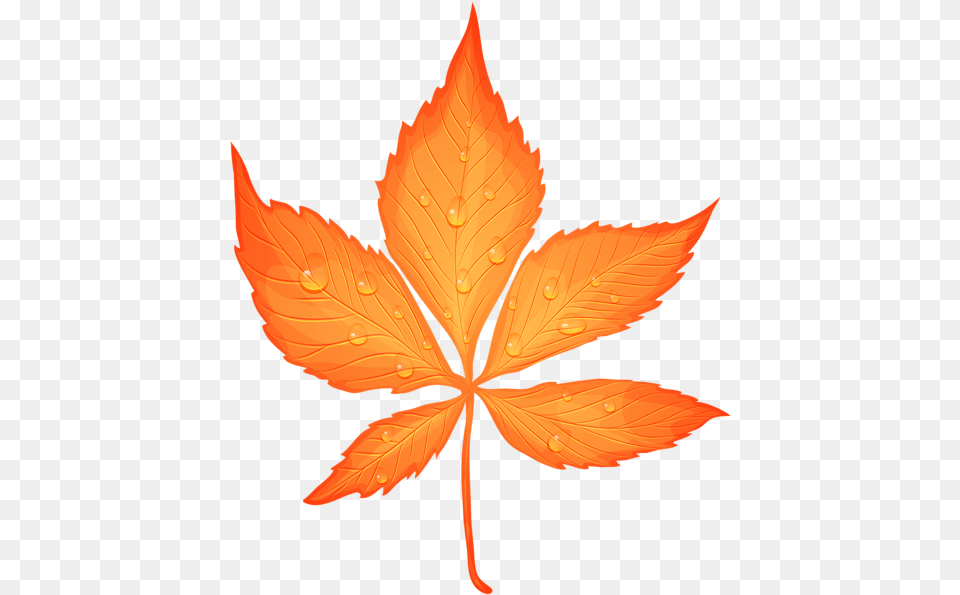 Autumn Leaf With Dew Drops Transparent Clip Art Image Fall Leaf Transparent Background, Plant, Tree, Person, Maple Leaf Free Png Download