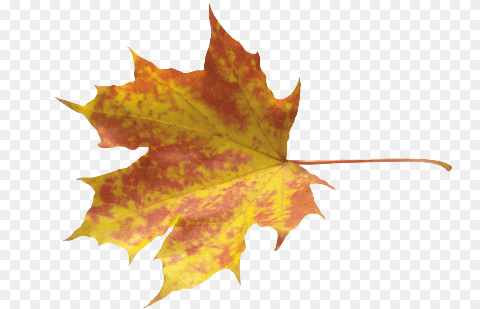 Autumn Leaf Yellow Leaves, Plant, Tree, Maple, Maple Leaf Free Png Download