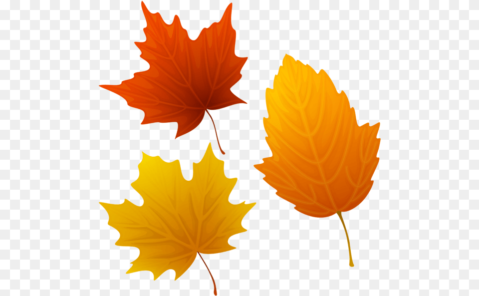 Autumn Leaves, Leaf, Plant, Tree, Maple Leaf Png Image