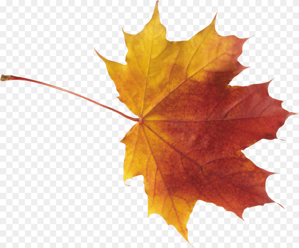 Autumn Leaves, Leaf, Plant, Tree, Maple Leaf Free Png