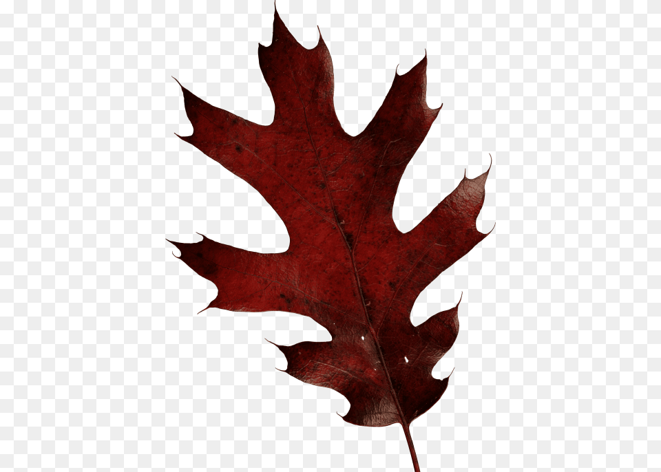 Autumn Leaves, Leaf, Plant, Tree, Maple Free Png